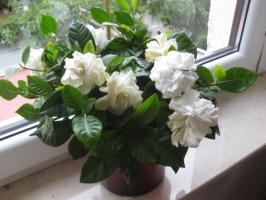 Care gardenia varför anläggningen inte blommar, och vad man ska göra för uppkomsten av blomknoppar?