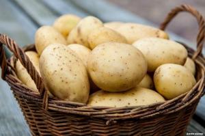 Hur och var du inte kan lagra potatis