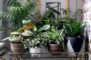 6 snygga och originellt sätt att dekorera dina krukväxter