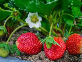5 enkla regler för att ta hand om jordgubbar i trädgården i juli och augusti till nästa år var en stor skörd
