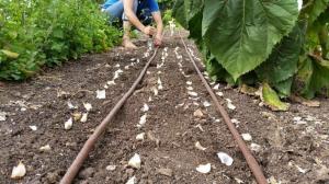 5 grundläggande knep plantering vitlök på vintern för att producera en stor skörd