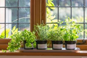 Vad du kan odla grönsaker och örter på balkongen i lägenheten