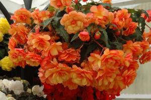 Ampelnye begonia dekorera ditt hem, balkong och trädgård! Foto och beskrivning