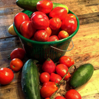 Tomater och Zelentsy i ett växthus. nyanser i odling