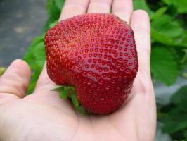 Den andra halvan av sommaren - tid att plantera och plantera jordgubbar för en riklig skörd
