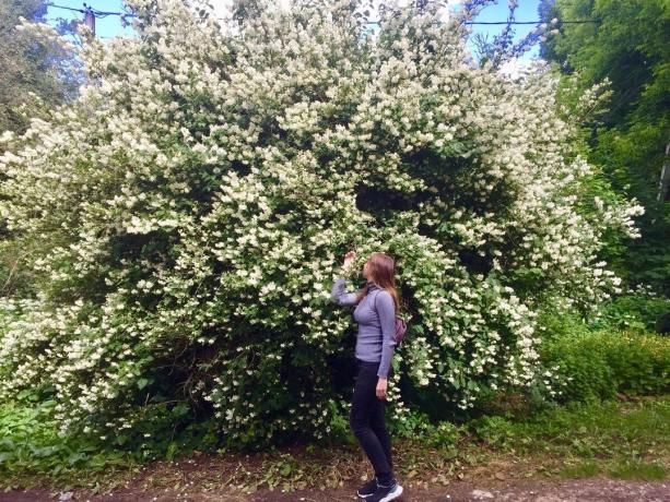 Och nu även fönstret hörde behaglig doft av blommande på gården chubushnika. I bilden ovan - förövaren av aromatiska fester (c)