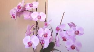 5 misstag i vården av phalaenopsis orkidé