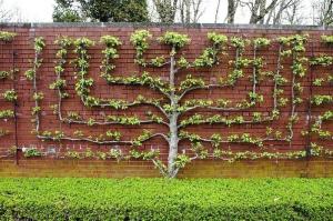 Hedge äppelträd växer: de ursprungliga häckar med sina händer