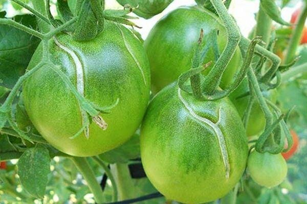 Crack kan och gröna tomater