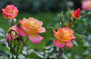 Jag avslöjar mina hemliga soda föryngra rosor i trädgården