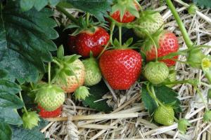 Hur ta hand om jordgubbar under frukt