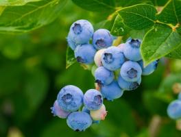 Hur man korrekt förbereda sig för vintern blåbär