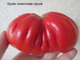 Tomat smak. Vackra färger och otroligt smak!