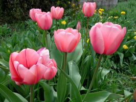 3 viktiga regler för vård av tulpaner efter blomningen