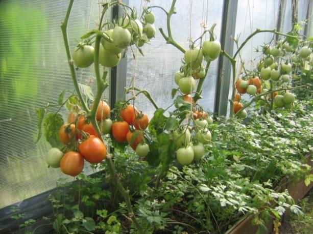 Ripening tomater i växthuset kan påskyndas! (Mojateplica.ru)