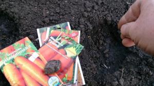 Plantering morötter enligt zimu- hur man kan undvika misstag.