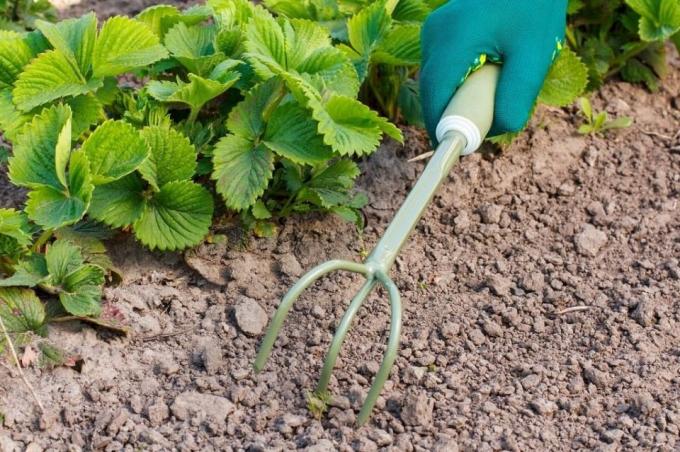 Var noga med proryhlit jorden innan mulching | Hem & trädgård Trädgårdsodling