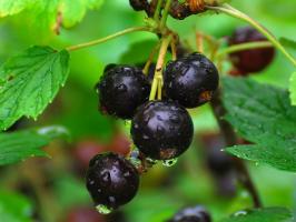 Än det är nu att mata vinbär i trädgården: super recept för gödsling rik skörd
