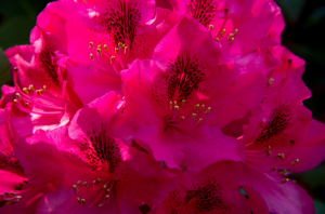 Rhododendron. Skötsel och jordbruksteknik