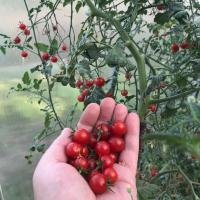 Cherry Varför bör tänka före plantering tomater? hake