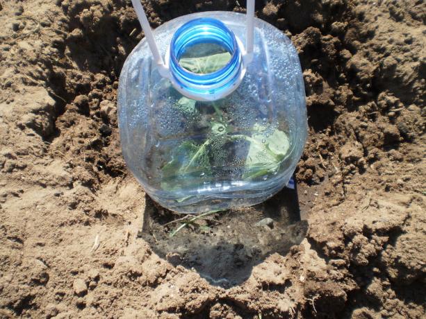 Plantering kål, använda en plastflaska som ett täckmaterial