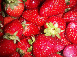 Strawberry buskar för att torka, vad göra?