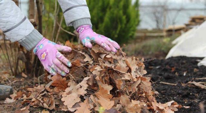 Mulching jorden behöver bara friska material | Hem & trädgård Trädgårdsodling