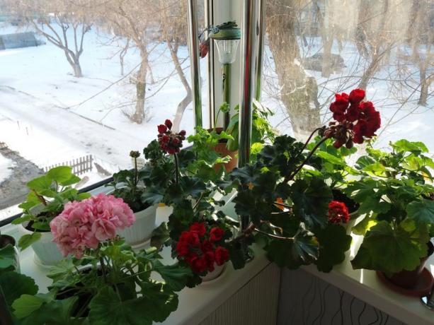 Om dina pelargoner blommar på vintern, är "viloperioden" det inte behövs. Jag tror att växterna själva vet hur man bäst