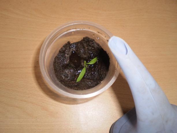 Tomt i koppen kan spetsas med tillväxten av växterna.