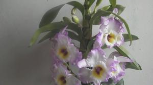 Hur man gör vackra blommande Dendrobium hemma