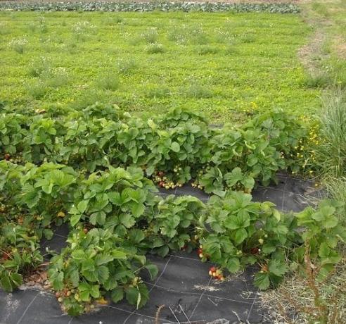 Ansökan spritsat när växande jordgubbar