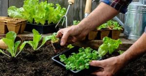 Vilka växter och grönsaker kan planteras i skuggan.