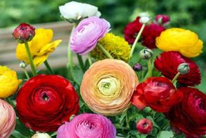 Opretentiös eustomy utmanare till Garden: Flowers villigt och omsorg lättare