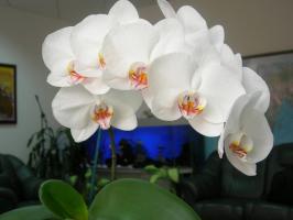 Phalaenopsis blommar magnifikt: en kruka och jord