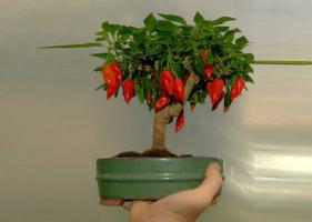 Hur att växa på fönsterblecket långa varma paprika