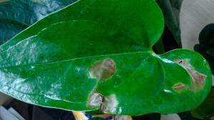 Mörka fläckar på bladen av krukväxter: hur för att fastställa orsaken och spara blomman