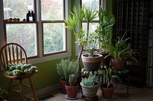 5 tropiska krukväxter som kräver lite eller inget underhåll