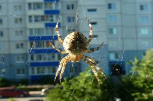 Varför kan inte röra spindlar som bor i ditt hem.