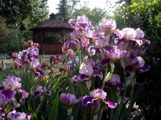 I Ryssland är iris kallas iris hos människor och i grann Ukraina - Pivnik, jag menar kuk