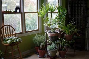 5 trendig, opretentiös av krukväxter kan förvandla din lägenhet till en liten djungel