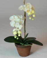 Orkidéer behöver inte en transparent potten! Huvud fel