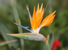 Strelitzia - paradisfågel i hemmet. Dragen av odling