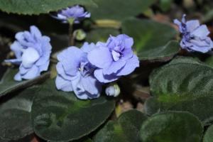 4 bästa utfodring för blommande violer cap