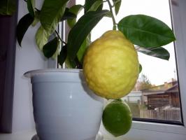 Att välja en lämplig hem för en mängd olika citroner korrekt