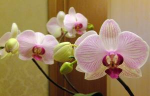 4 viktiga tips om att välja och sättning Orchids