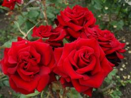 5 steg noggranna förberedelser av rosor i trädgården till vintern frost och i augusti