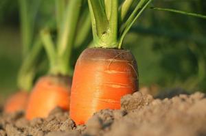 Plantering morötter för framtiden. Funktioner sådd och omsorg