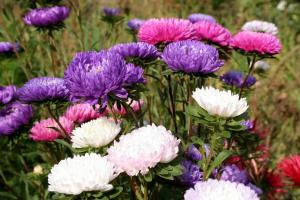 4 bud för starka plantor astrar, ready-to-tidig blomning