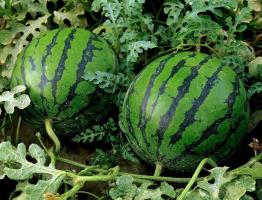 Melon fält i centrala: hur man odlar rött och sött vattenmelon