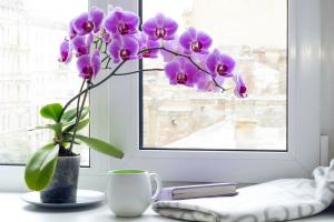 Folk omen om Phalaenopsis orkidéer: det ger in i huset? Innebörden av färger
